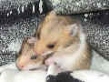Ad�lka Riky and Astra Riky