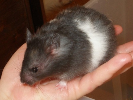 Arnika Riky