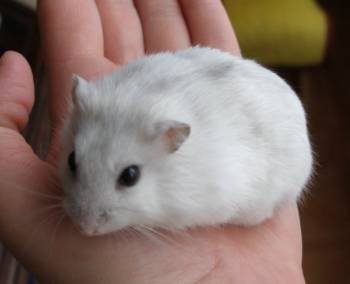 Perla