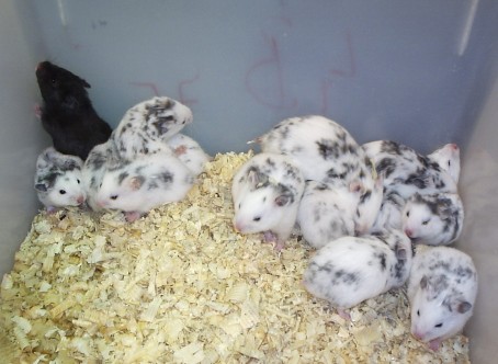 Hamsters on bursa in November 2006