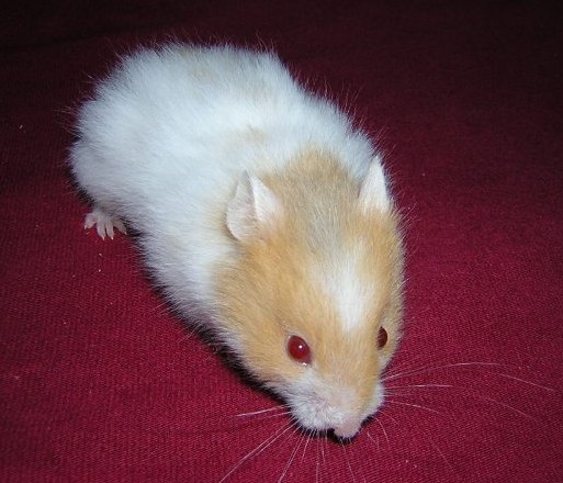 Used by permission of Hanka Keltnerov�, ch.s. Navel, http://www.navel-rat.eu/