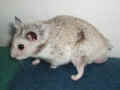 Fiki Riky