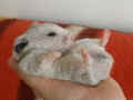 Fiki Riky