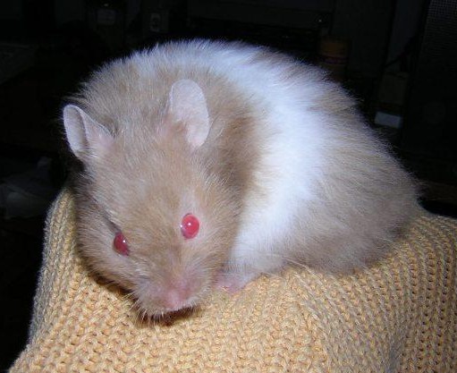 Used by permission of Hanka Keltnerov�, ch.s. Navel, http://www.navel-rat.eu/