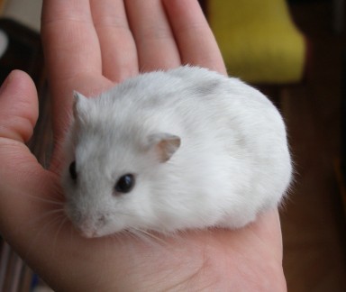 k�e��k d�ungarsk� perla