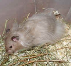 Kim May Farm Pocket Pets