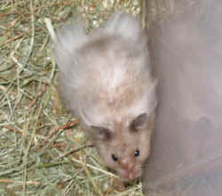 Kimmy May Farm Pocket Pets