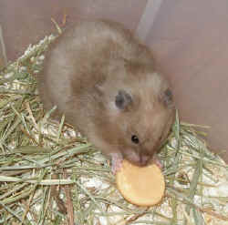 Kona May Farm Pocket Pets