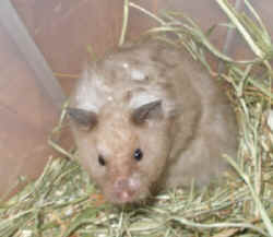 Konnie May Farm Pocket Pets