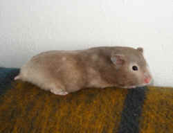 Lola Riky