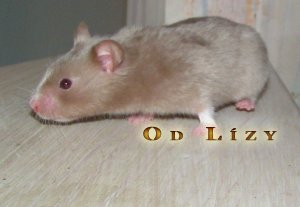 Pou�ito se svolen�m L�zy �vejdov�, ch.s. Od L�zy, http://www.krecci.tarbik.com/