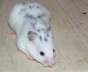 Pou�ito se svolen�m L�zy �vejdov�, ch.s. Od L�zy, http://www.krecci.tarbik.com/