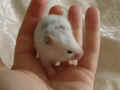 Picco Riky