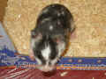 Rackie Riky
