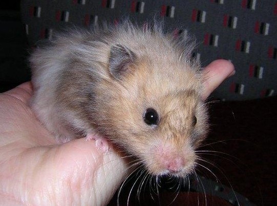 Pou�ito se svolen�m Hanky Keltnerov�, ch.s. Navel, http://www.navel-rat.eu/