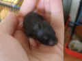 Rola Riky