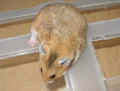 Sandra Riky