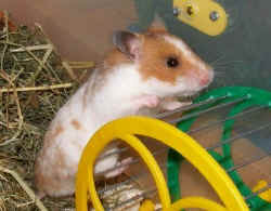 Sindy