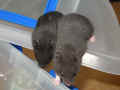 Tobi Riky (�ern�) a Twin Riky (�ern� �ed�) - patrn� rozd�l v barv� srsti