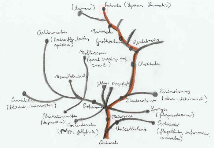the tree of the Syrian Hamster