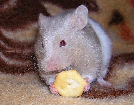 Pou�ito se svolen�m Hanky Keltnerov�, ch.s. Navel, http://www.navel-rat.eu/